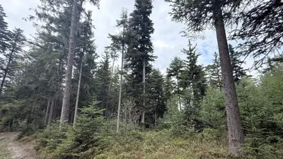 Grundstück kaufen in Ried im Innkreis – 15 252 m², € 76.260 – Bild 16 von 19