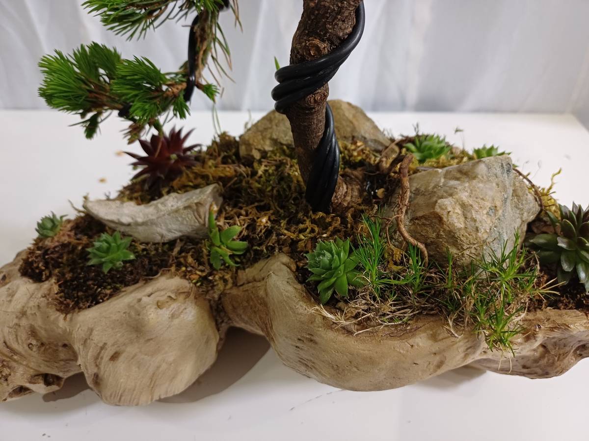 bonsai concime Organic Bonsai fertilizer. Plants care products. Buy it online main image 0