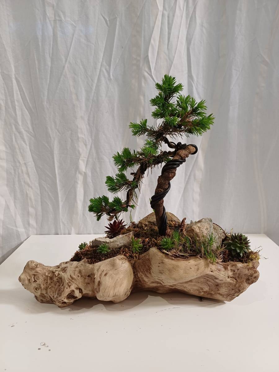 real bonsai tree for sale Bonsai Tree – Buy Online, Delivered in Cairo & Alexandria, Egypt –  Kaynuna.co