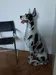 True Vintage XXL Porzellan- Keramik? Keramikfigur Hund Deutsche Dogge ...