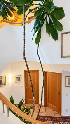9-Zimmer-Haus kaufen in Urfahr-Umgebung – 260 m² – Bild 16 von 42