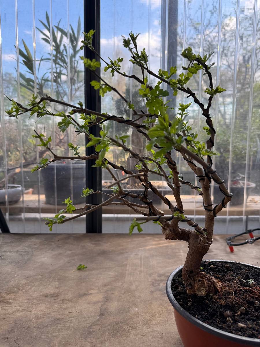 Maulbeere Pre-Bonsai windgepeitscht, 40cm, schwarze Frchte,  40,- (2201  Hagenbrunn) - willhaben