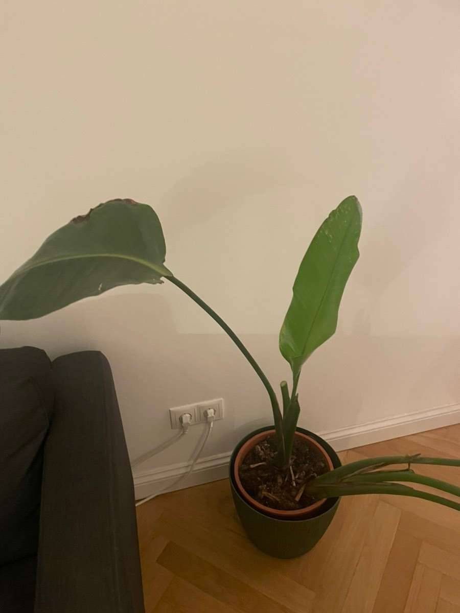STRELITZIA Ikea Pflanze,  0,- (1020 Wien) - willhaben