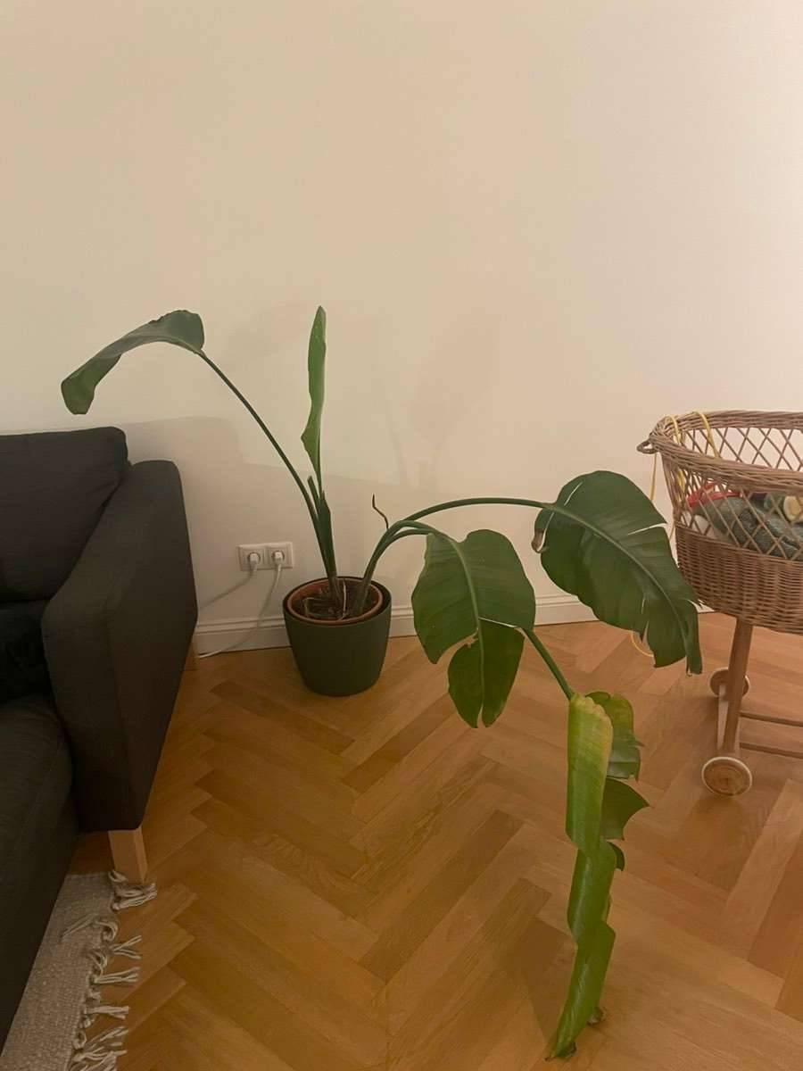 STRELITZIA Ikea Pflanze,  0,- (1020 Wien) - willhaben
