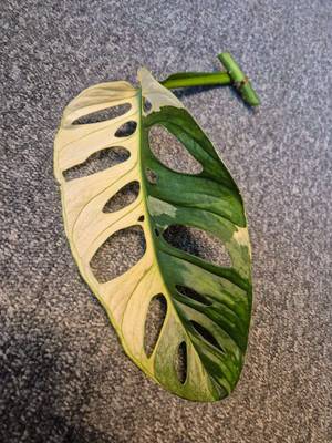 Monstera Adansonii Variegata,  6,- (9504 Villach-Warmbad-Judendorf) -  willhaben