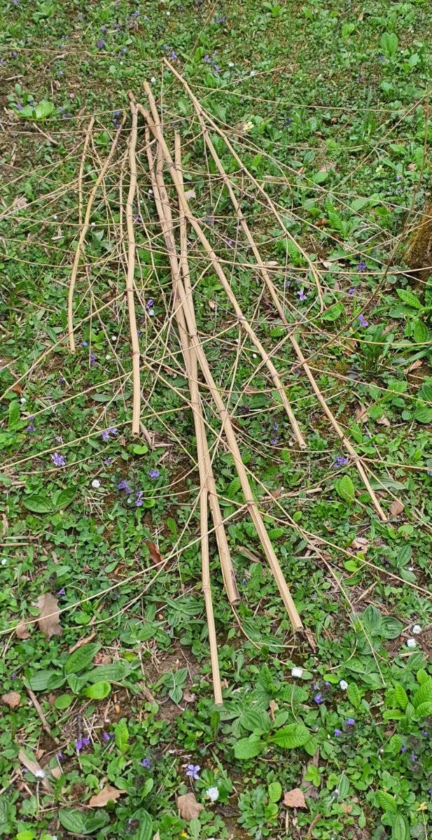 bambus hecke als windschutz Bambushecke main image 1