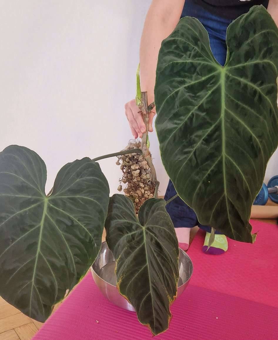 Philodendron Splendid gro,  10,- (1080 Wien) - willhaben