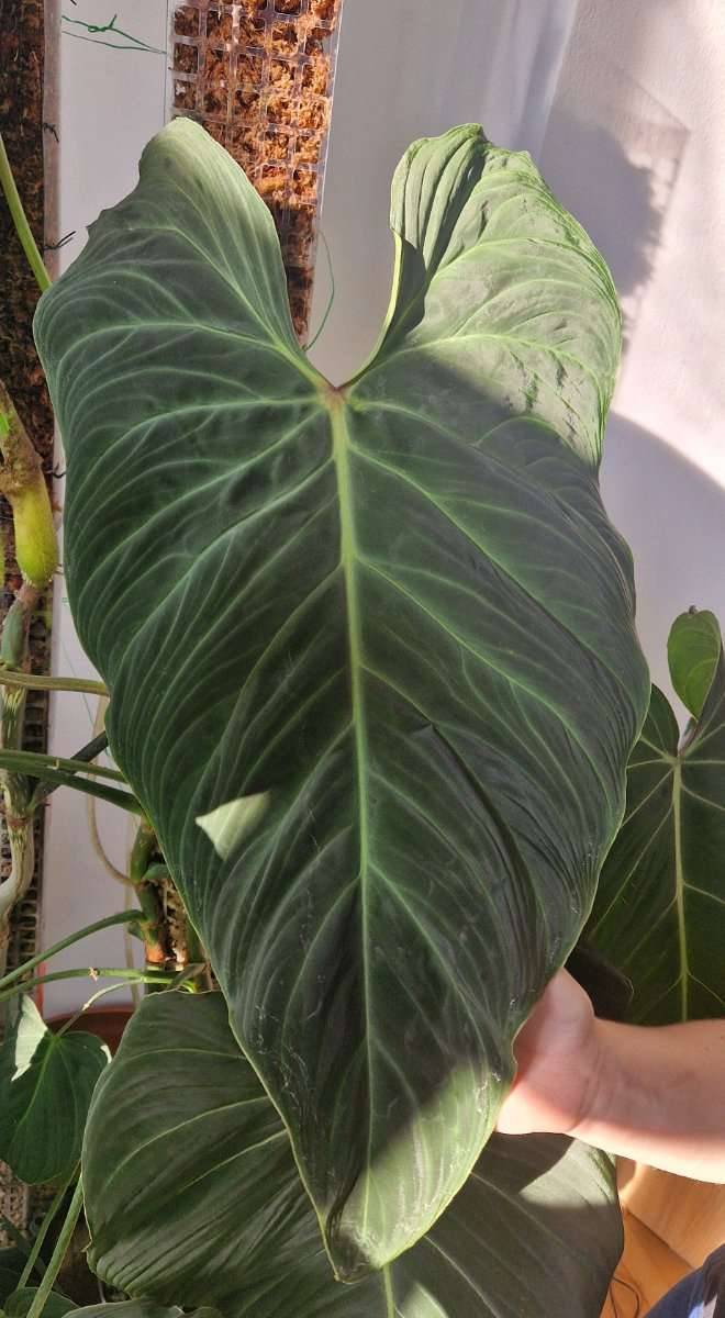 philodendron white wave giftig Philodendron Monstera White Wave - Philodendron white wave main image 0