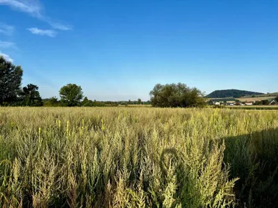 Grundstück kaufen in Perg – 500 m² – Bild 4 von 8