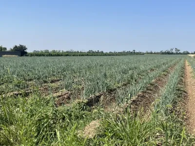 Grundstück kaufen in Neusiedl am See – 2 000 m², € 69