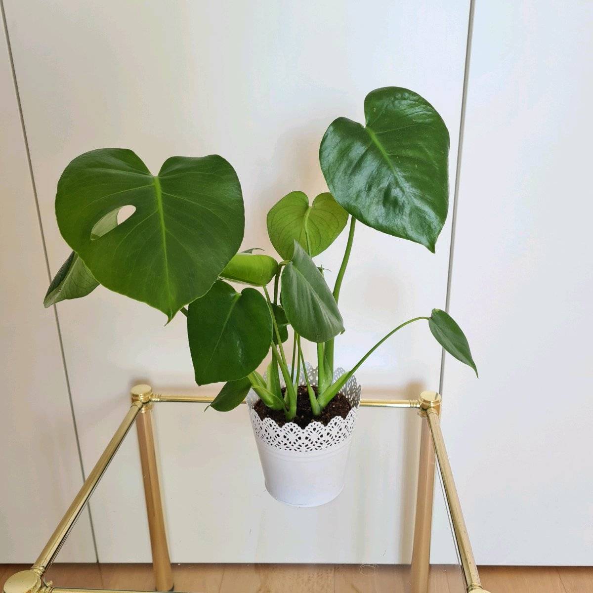 philodendron giganteum kaufen Philodendron Giganteumfor Sale