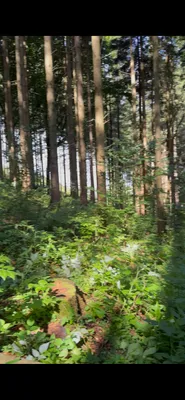 Grundstück kaufen in Freistadt – 3 331 m², € 18.000 – Bild 1 von 4