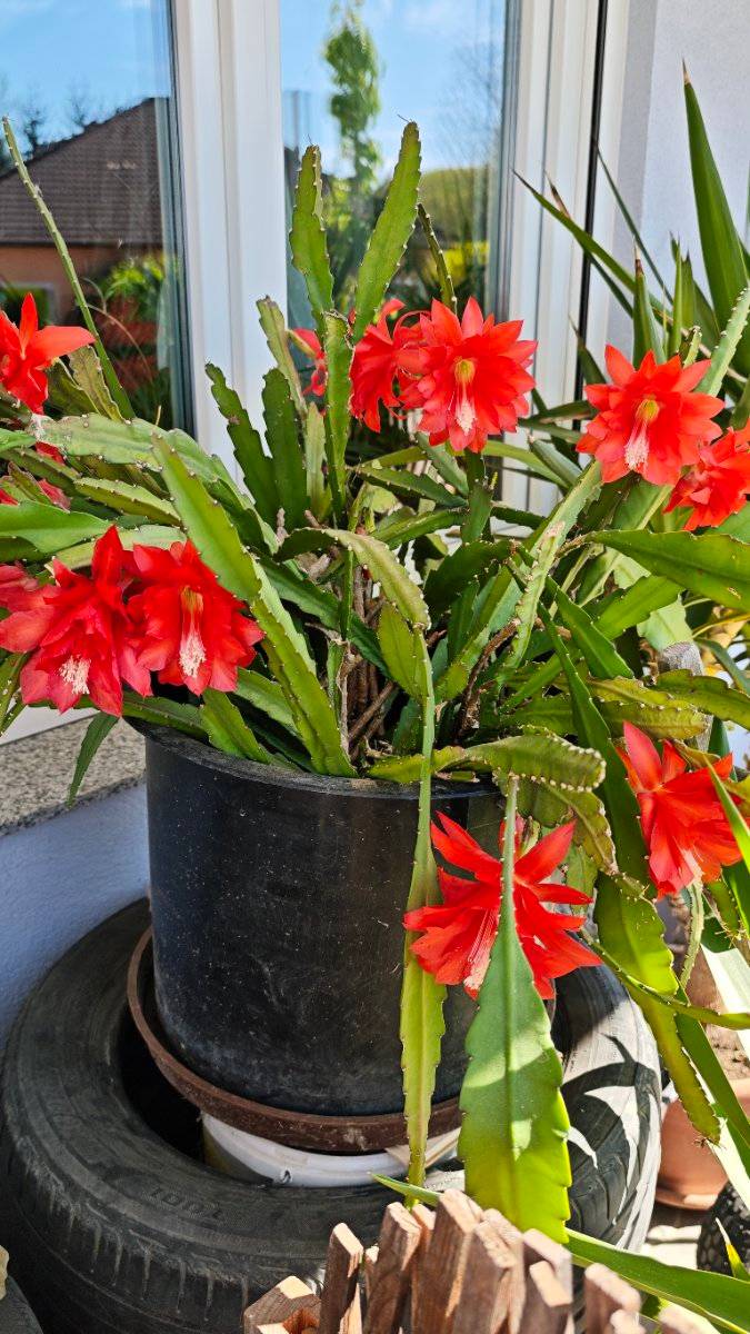 Alter groer Blatt-Kaktus, blht wunderschn,  45,- (3702 Niederrubach) -  willhaben