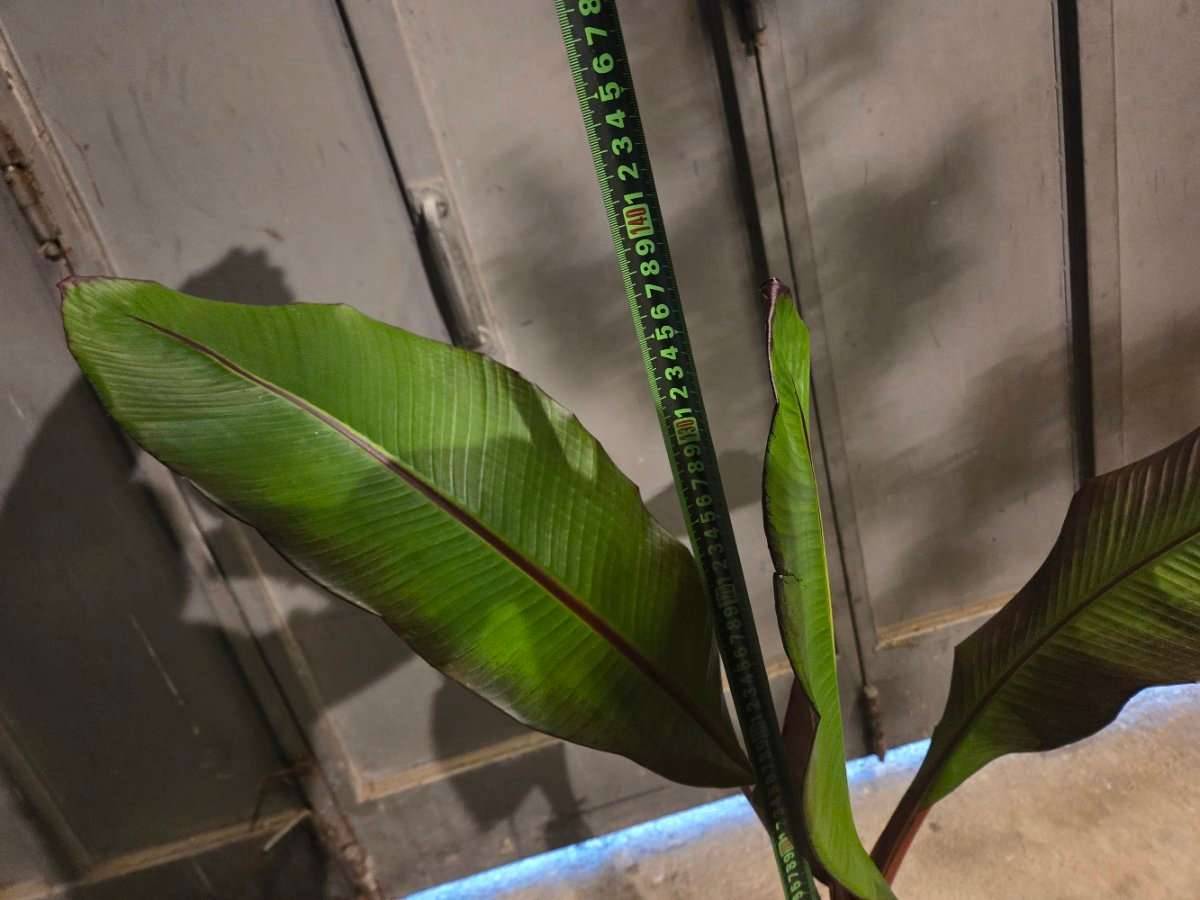 Ensete Ventricosum Maurelli Rote Bananenpflanze,  45,- (4492 Hofkirchen im  Traunkreis) - willhaben