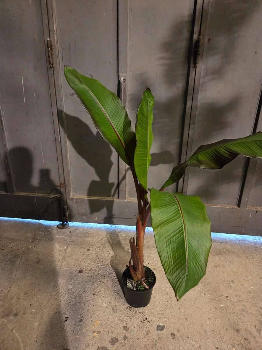 Ensete Ventricosum Maurelli Rote Bananenpflanze,  45,- (4492 Hofkirchen im  Traunkreis) - willhaben