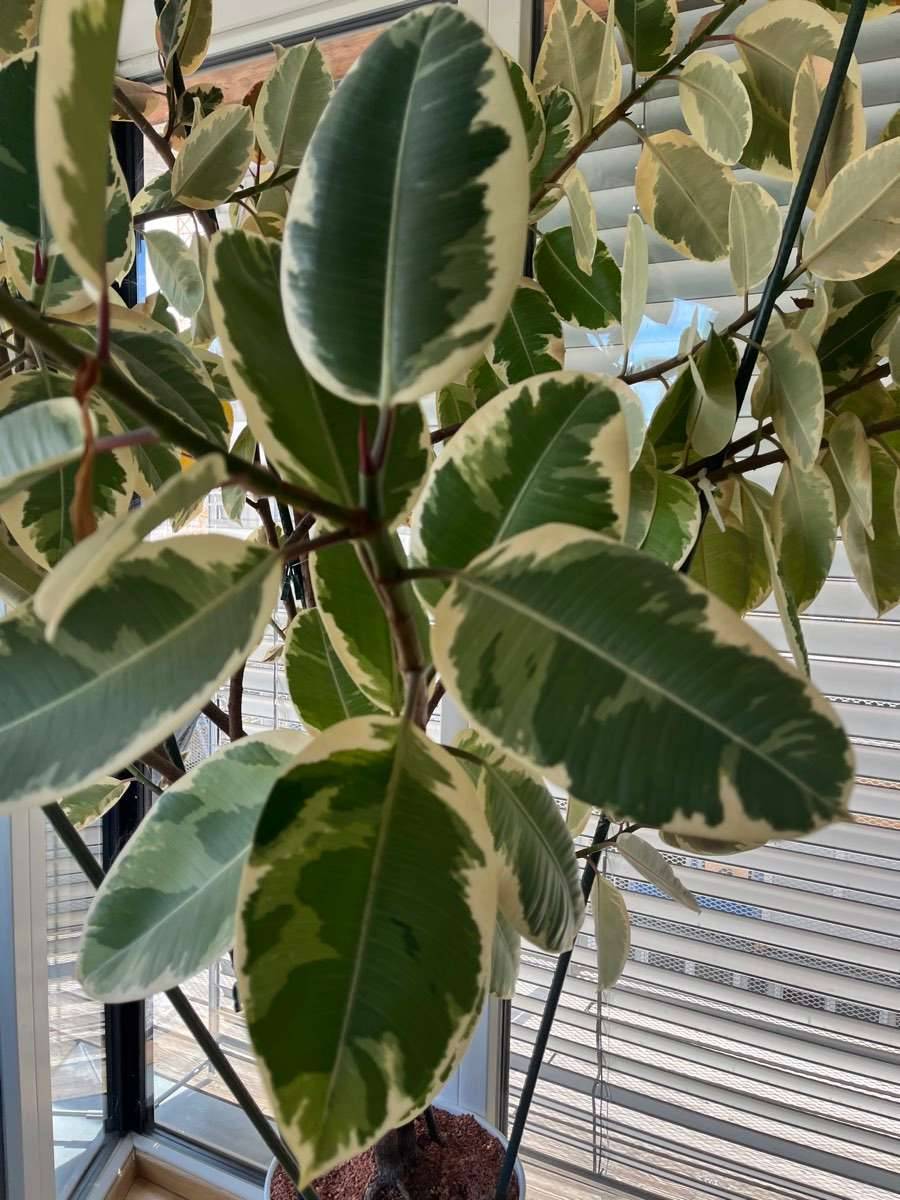 Gummibaum Ficus Elastica Tineke,  55,- (1030 Wien) - willhaben