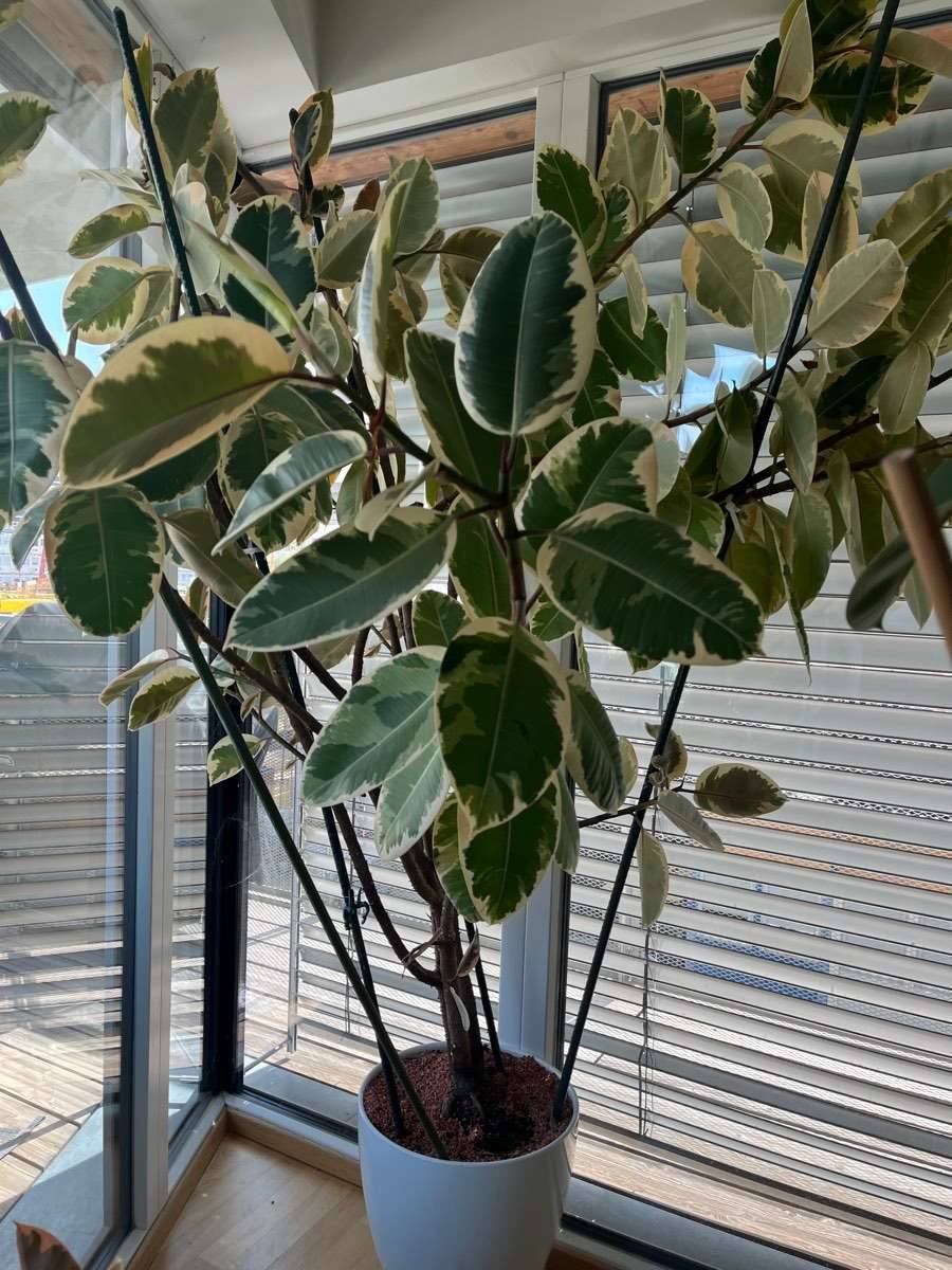Gummibaum Ficus Elastica Tineke,  55,- (1030 Wien) - willhaben