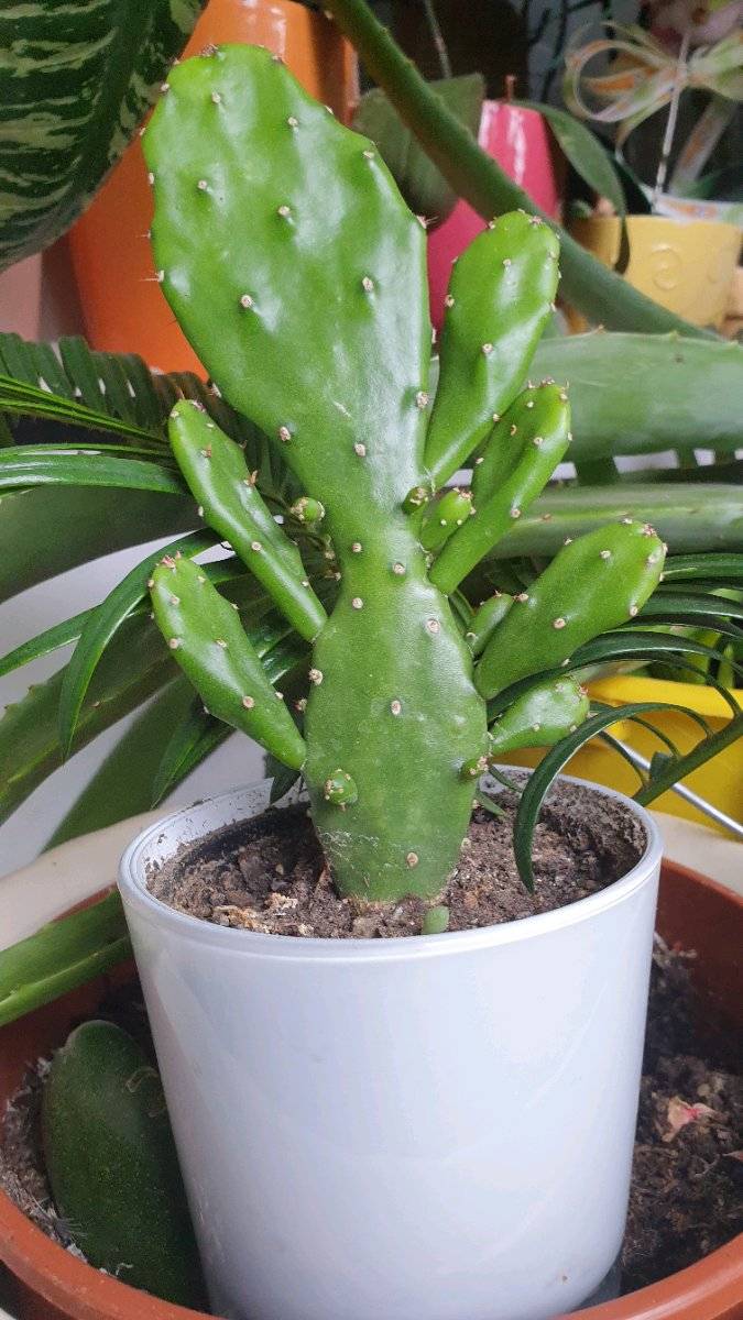 Junge, KAKTEEN, SUCCULENTEN, . - Echte schne , gr. schne heilende ALOE  VERA 10, PFLANZEN - u. ohne Kunstdnger u. Pestizide, - TABLETT, BERTPFE  in d. nexten FOTOS u. bitte auf Anfrage .!..,  3,- (8051 Gsting) -  willhaben