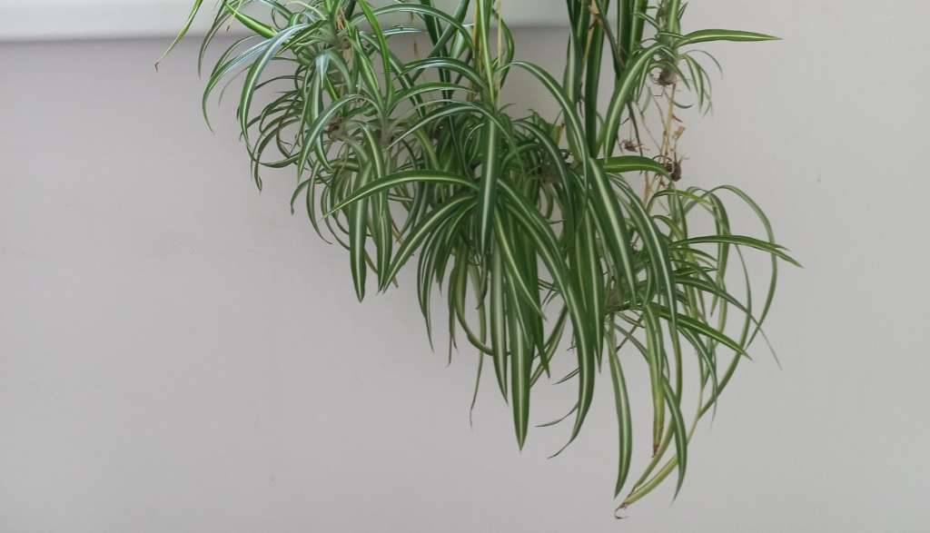 monstera obliqua peru Monstera Obliqua 'Peru' For Sale Online