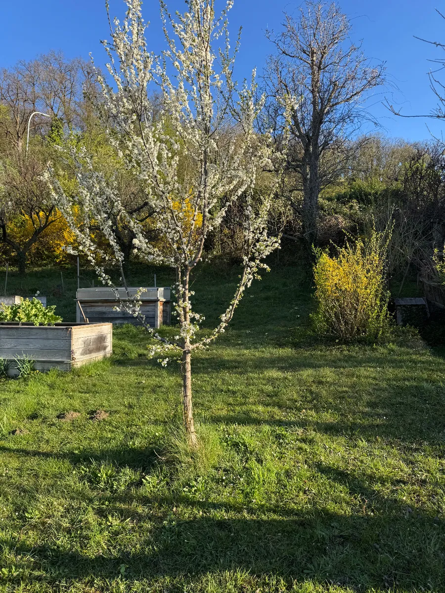 Traumgrund in Klosterneuburg mit Fernsicht und Obstbäumen - Ansicht 3