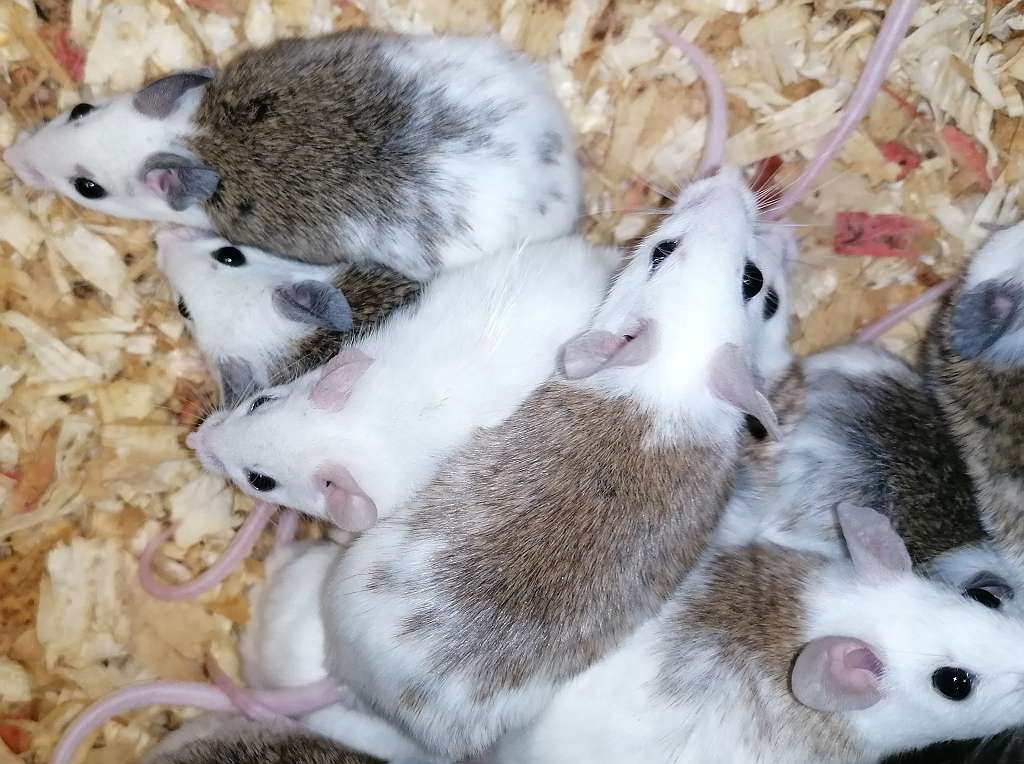 Ratten / Mäuse - Kleintiere / Nagetiere (Geschlecht: Männlich