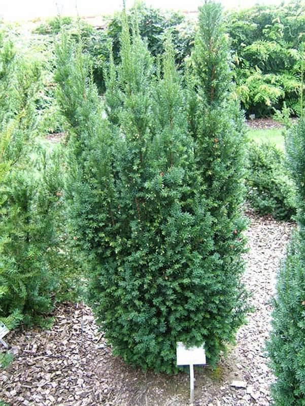 Eibe Heckeneibe Hillii keine giftigen Frchte! schon 80-100 cm hoch! Kein  Schneiden notwendig! Taxus Hecke,  21,- (3442 Langenrohr) - willhaben