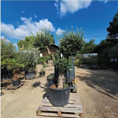 Olivenbaum Olea Europea `El Macho` ca 220 Jahre,  850,- (2042 Grund) -  willhaben