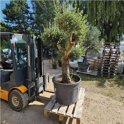 podocarpus neriifolius Podocarpus neriifolius - Oleander Podocarp, Brown Pine