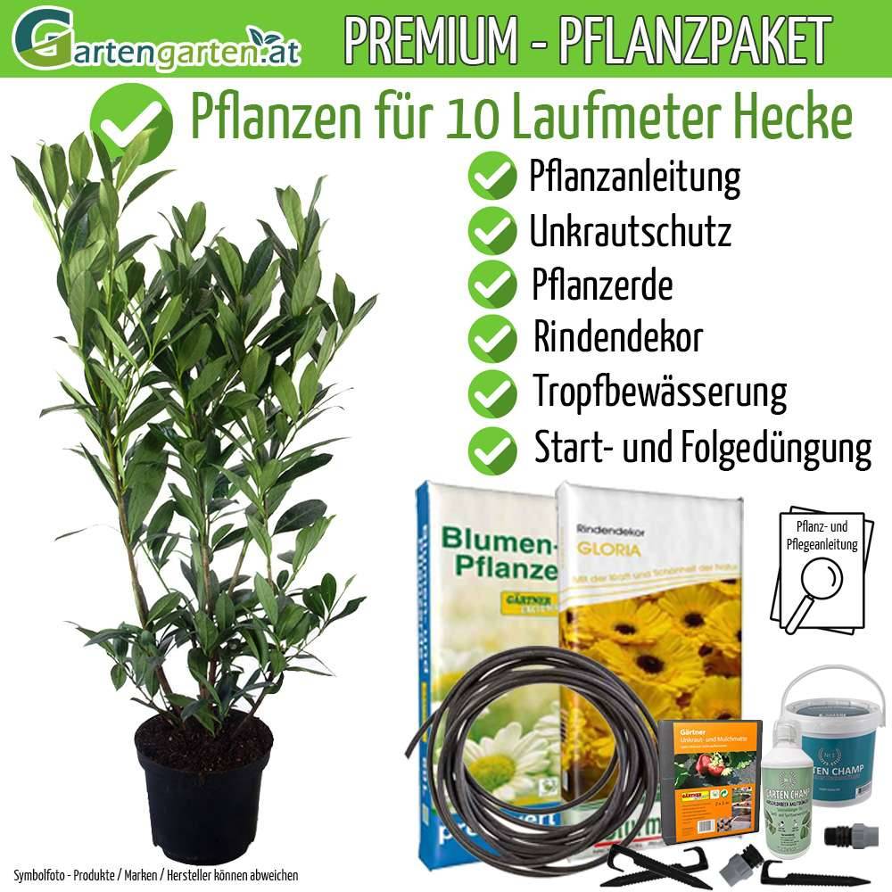 Kirschlorbeer 'Caucasica' 100-125cm - Pflanzpaket fr 10 Meter! Alles fr  ihre Hecke in einem Paket! JETZT BESTELLEN! Immergrner & pflegeleichter  Sichtschutz aus sterreich,  605,- (1150 Wien) - willhaben