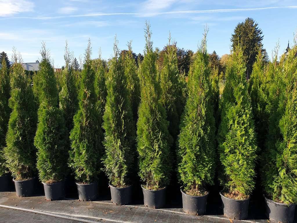 Thuja 'Smaragd' aus sterreich - Die elegante Hecke mit Sofortwirkung!  Smaragdthuje als Sichtschutz,  4,72 (1150 Wien) - willhaben