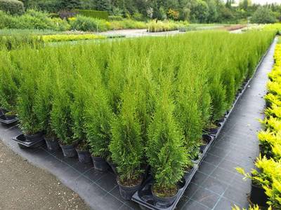 Thuja 'Smaragd' aus sterreich - Die elegante Hecke mit Sofortwirkung!  Smaragdthuje als Sichtschutz,  4,72 (1150 Wien) - willhaben