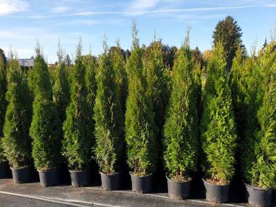 Thuja 'Smaragd' aus sterreich - Die elegante Hecke mit Sofortwirkung!  Smaragdthuje als Sichtschutz,  4,72 (1150 Wien) - willhaben