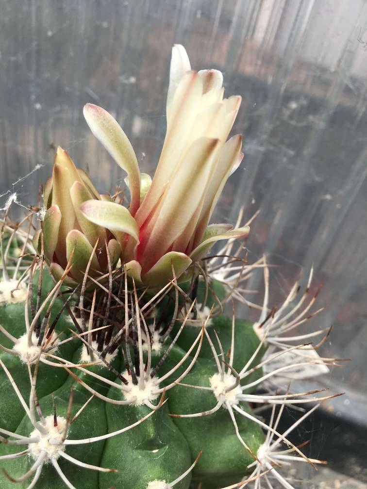 seltener Kaktus Gymnocalycium valnicekianum var. bicolor Kaktus,  12,-  (2340 Mdling) - willhaben