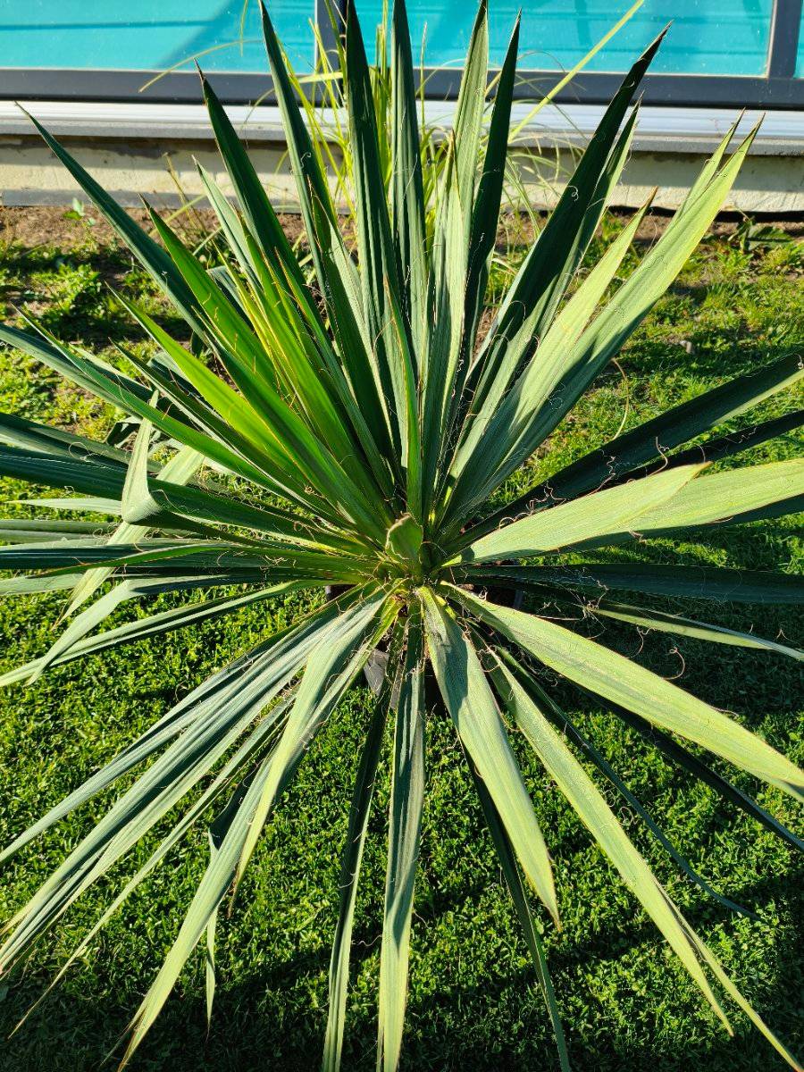 Yucca Palmlilie kaufen - willhaben