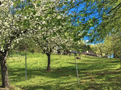 7-Zimmer-Immobilie kaufen in Wiener Neustadt Land – 238 m², € 395.000 – Bild 32 von 34