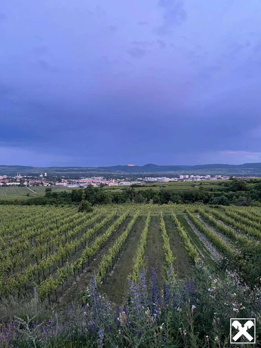 WEINGARTEN IN AUSSICHTSLAGE - WEINGARTEN, LANDWIRTSCHAFTLICHE FLÄCHEN - KEIN BAUGRUNDSTÜCK! – pohled 3
