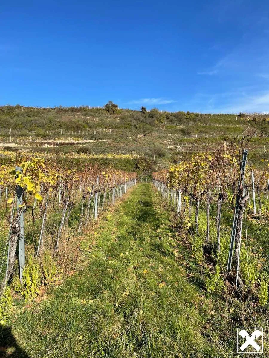 WEINGARTEN IN AUSSICHTSLAGE - WEINGARTEN, LANDWIRTSCHAFTLICHE FLÄCHEN - KEIN BAUGRUNDSTÜCK! – pohled 2