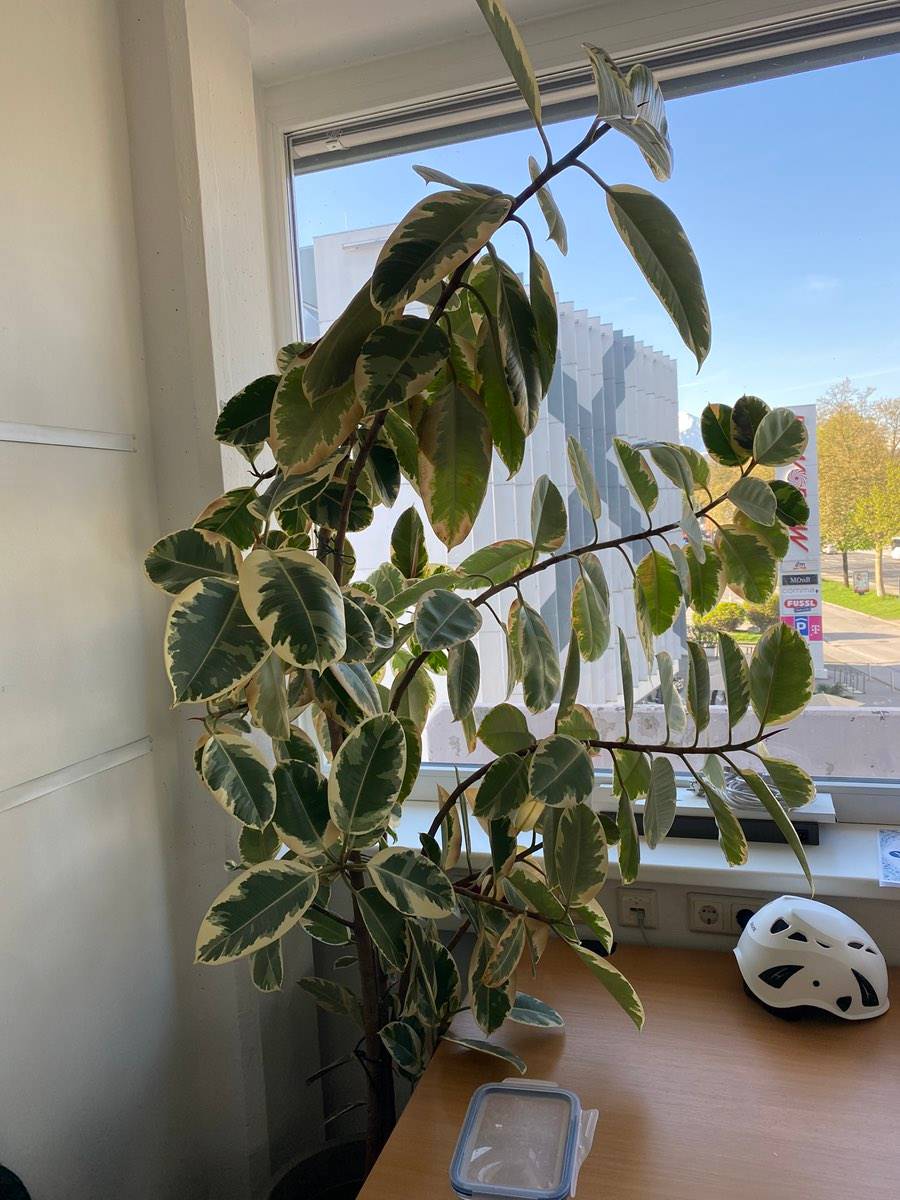 Gummibaum Ficus elastica,  0,- (5020 Salzburg) - willhaben