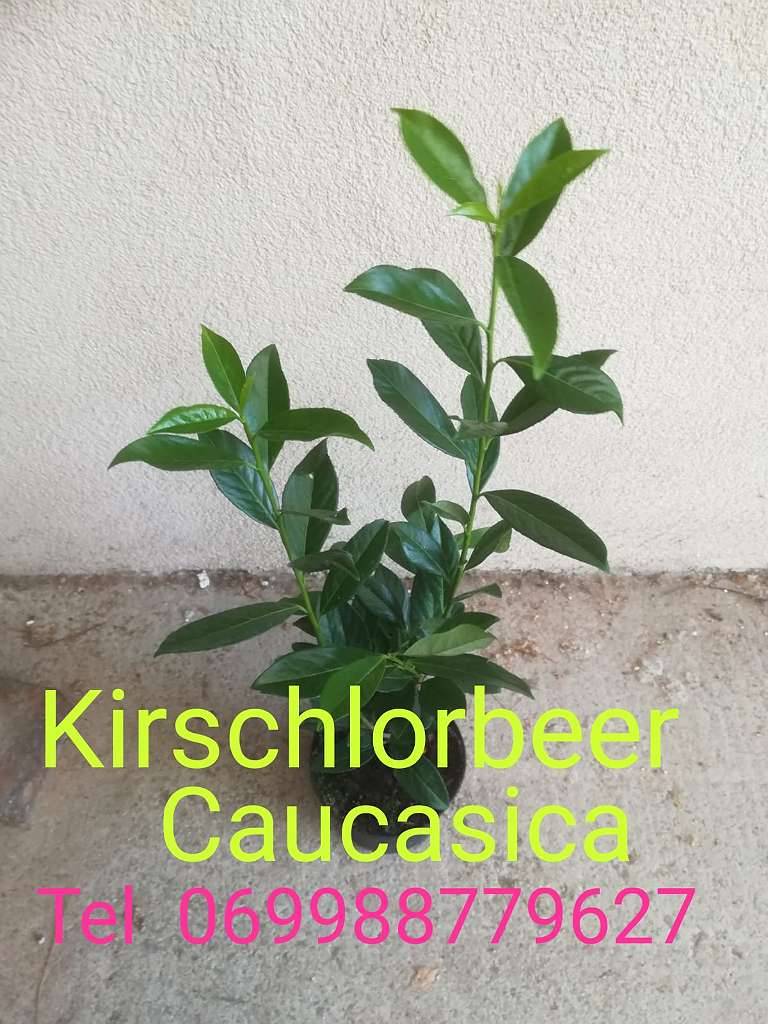 Smaragdthujen ab 3  Portugiesischer Kirschlorbeer ab 10  , Kugel Bume -  Zier Bume , Obstbume ab 25  GRATIS ZUSTELLUNG,  10,- (3370 Ybbs an der  Donau) - willhaben