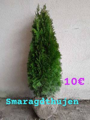Smaragdthujen ab 3  Portugiesischer Kirschlorbeer ab 10  , Kugel Bume -  Zier Bume , Obstbume ab 25  GRATIS ZUSTELLUNG,  10,- (3370 Ybbs an der  Donau) - willhaben