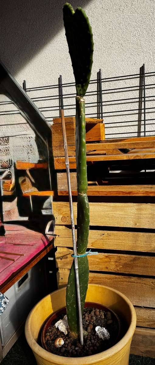 Feigenkaktus Zimmerpflanze Kaktus,  11,- (1100 Wien) - willhaben