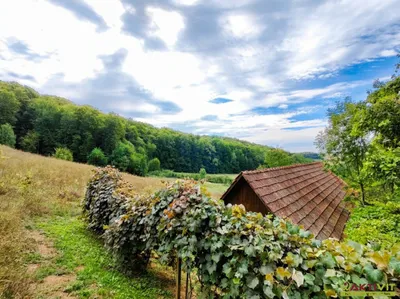 Grundstück kaufen in Südoststeiermark – 32 724 m², € 298.000 – Bild 7 von 15