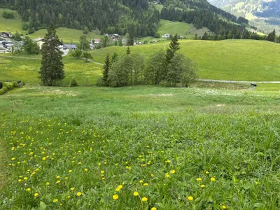 Grundstück kaufen in Hallein – 4 232 m², € 115.000 – Bild 5 von 9