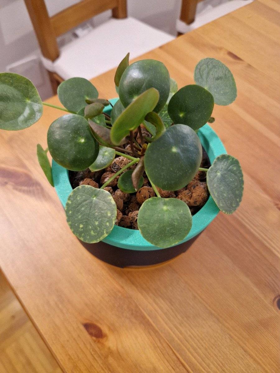 Pilea/ Ufopflanze/ Chinesischer Geldbaum (inklusive Bewsserungstopf) -  klein,  10,- (8020 Lend) - willhaben