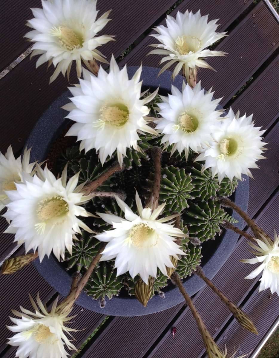Kaktus, Durchm. 60 cm, 40 Jahre alt, Echinopsis,  179,- (5622 Goldegg) -  willhaben