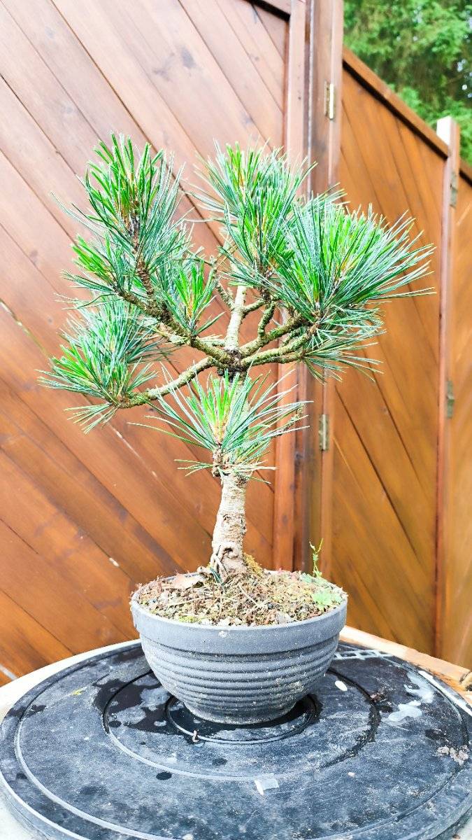 Pinus cembra " Glauca" - Bonsai,  170,- (8523 Frauental an der Lanitz) -  willhaben