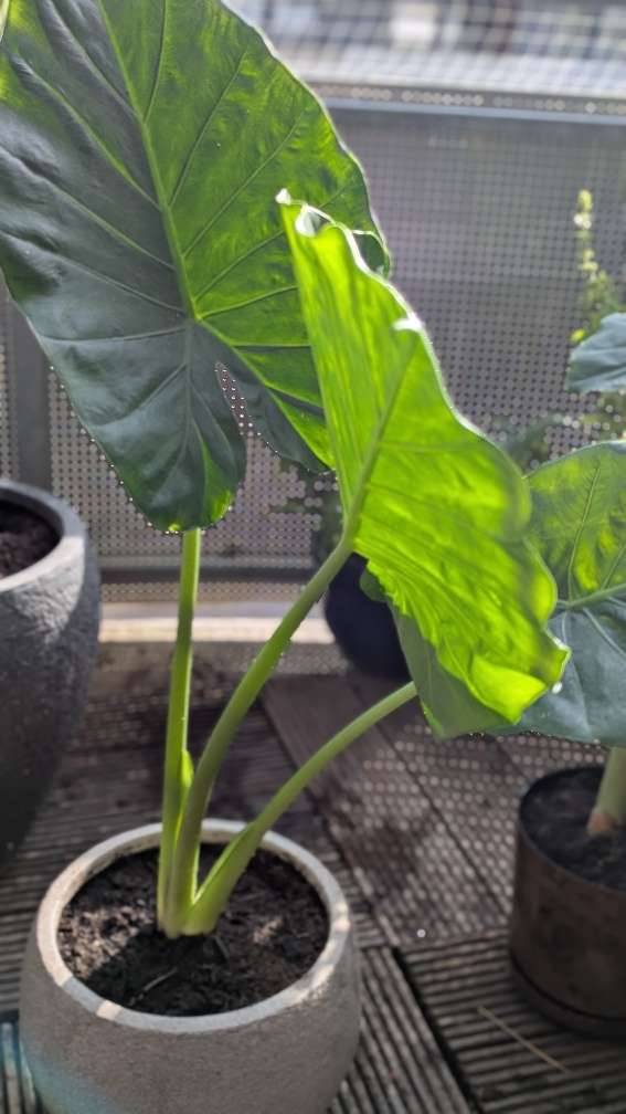 fargesia yunnanensis Fargesia Papyrifera & Fargesia Yunnanensis Bamboo Seeds – HeYou Seeds main image 1