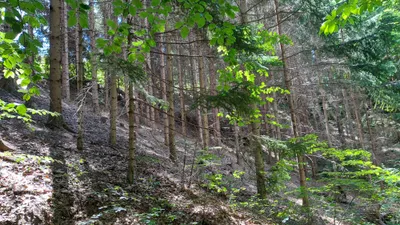 Grundstück kaufen in Deutschlandsberg – 12 343 m², € 4 – Bild 13 von 16