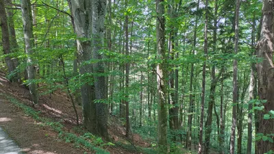Grundstück kaufen in Deutschlandsberg – 12 343 m², € 4 – Bild 7 von 16