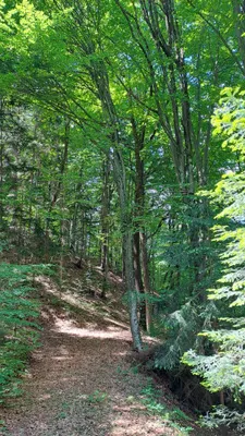 Grundstück kaufen in Deutschlandsberg – 12 343 m², € 4 – Bild 14 von 16
